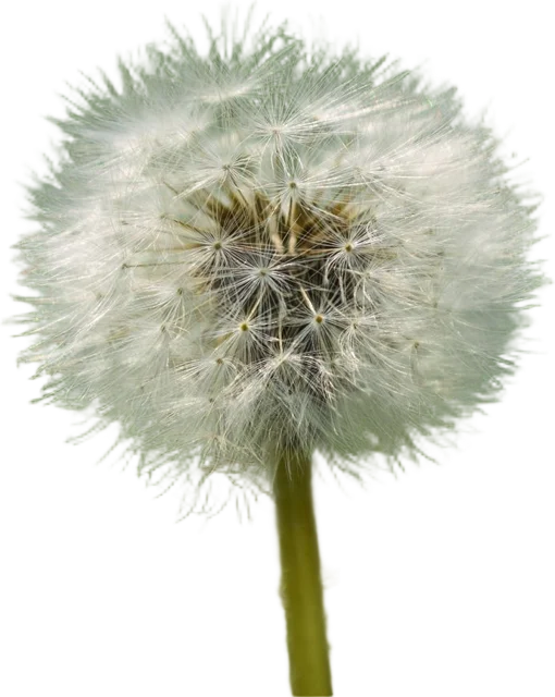 Dandelion seed head, background removed