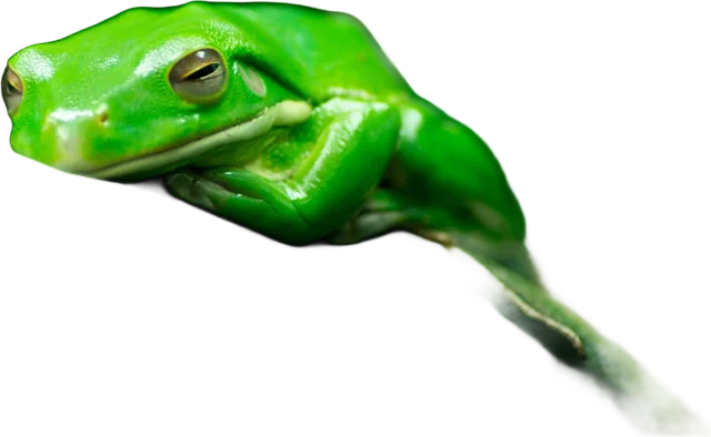 Green frog on a green leaf, background removed